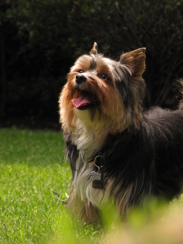 Королевский Йоркширский терьер