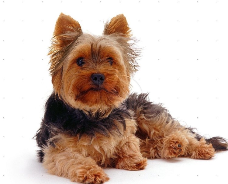 Якширтерьерский терьер