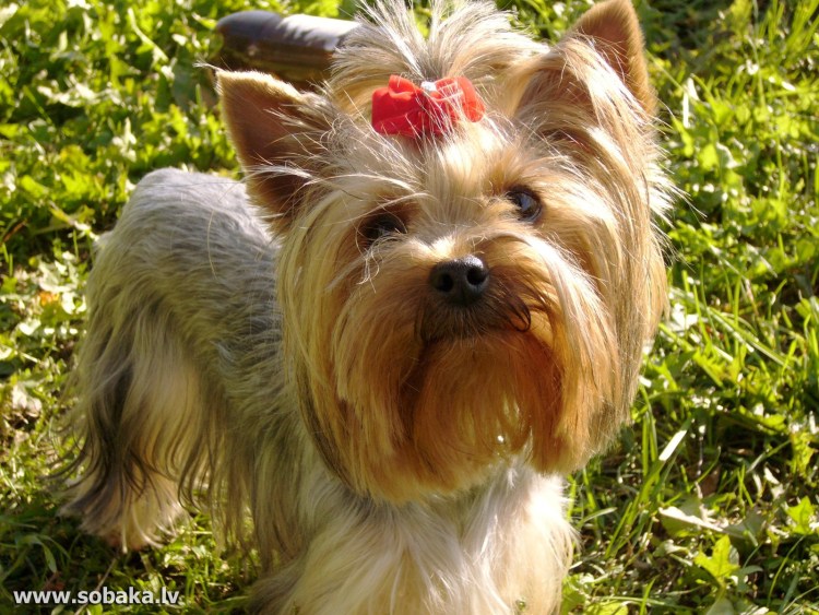 Йоркшир терьер