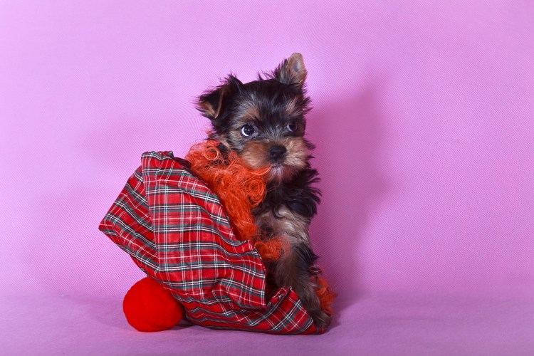 Йоркширский терьер