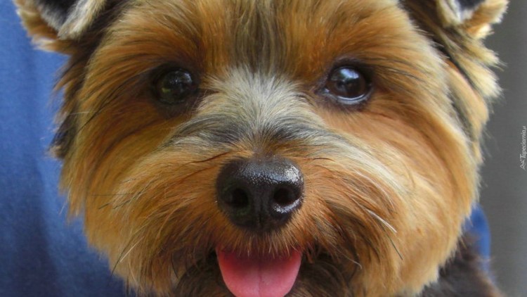 Йорк терьер анфас