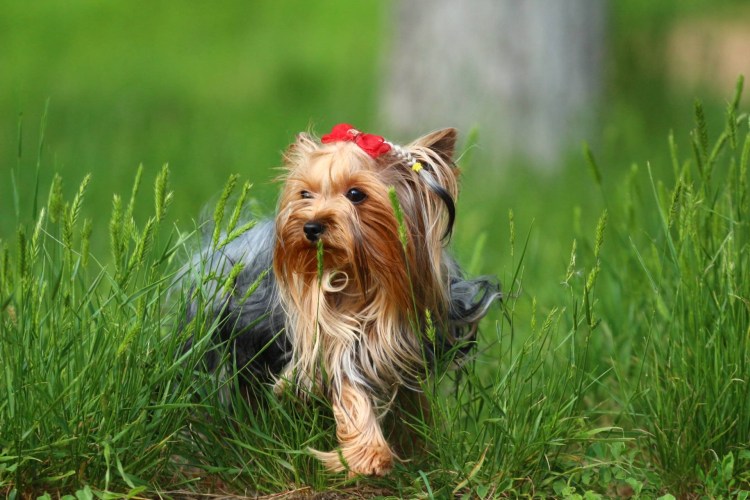 Йоркширский терьер