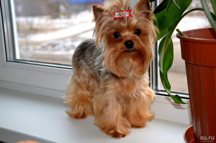 Йоркшир терьер мини
