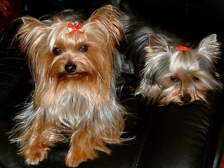 Злой Йоркширский терьер