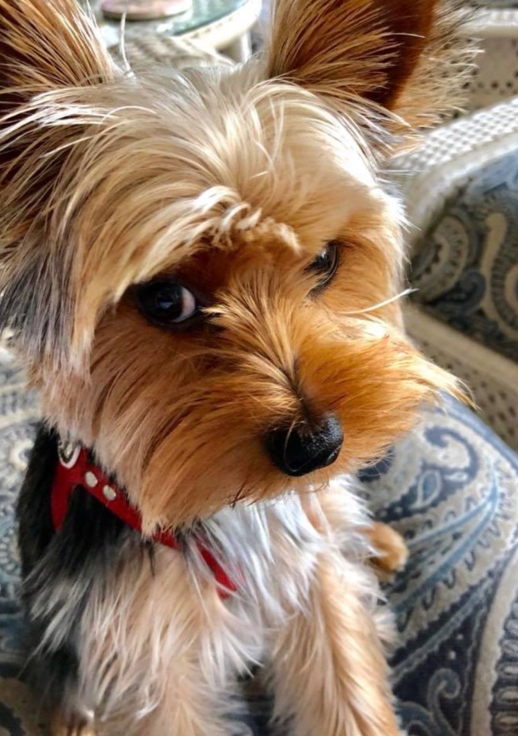 Терьер Йоркширский Малошерстный