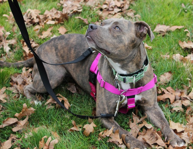 Ошейник для собак питбуль