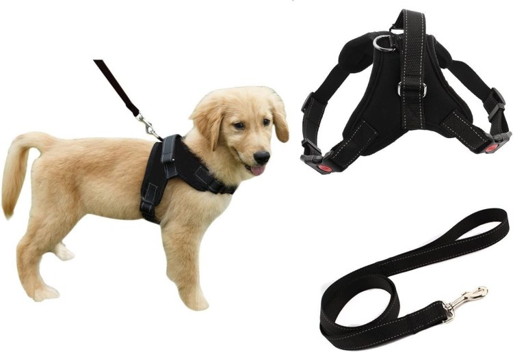 Правильная шлейка для собаки