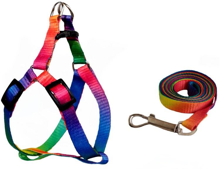 Собачий экспресс