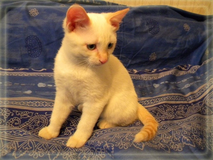 Тайский кот ред Пойнт