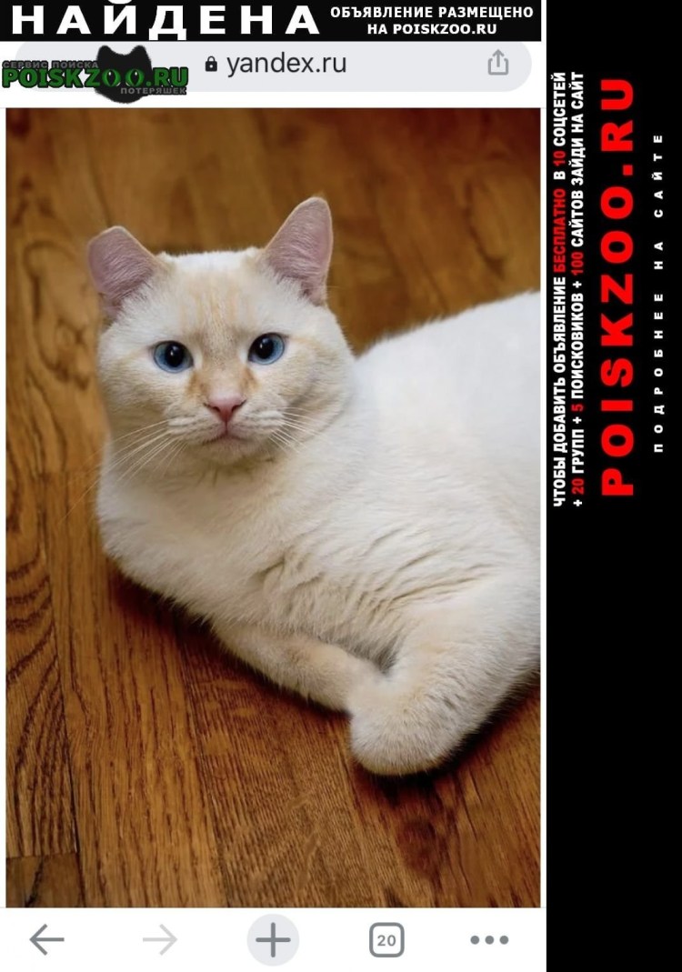 Тайская кошка реж поинт