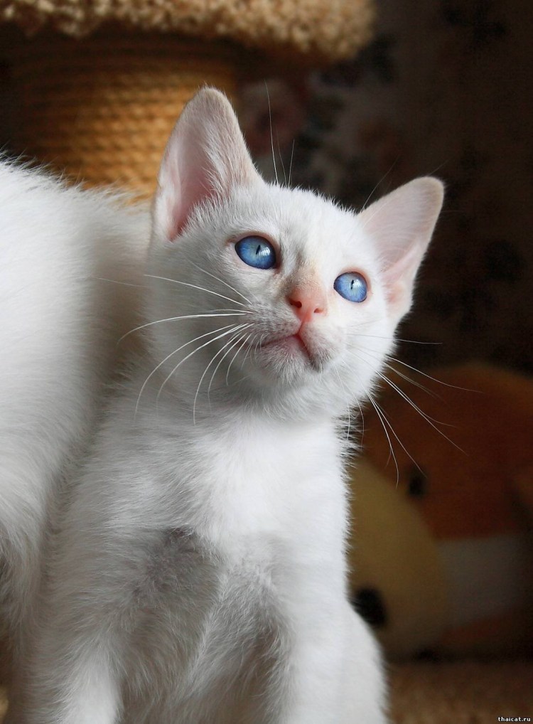 Райская кошка Ре поинт