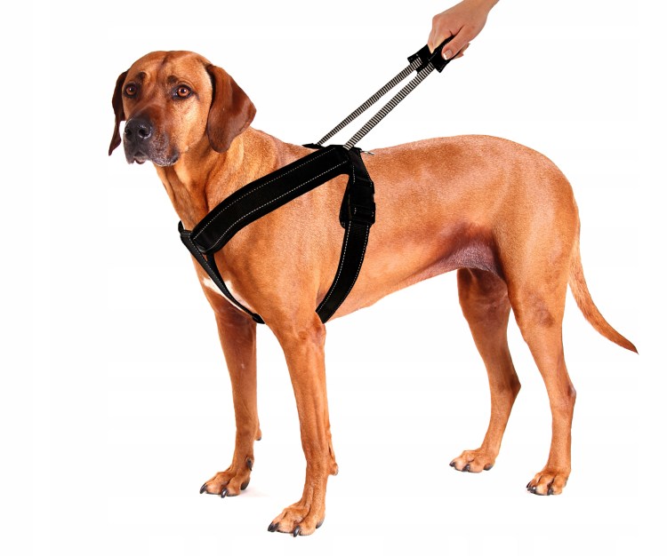 Шлейка Collar Dog extreme