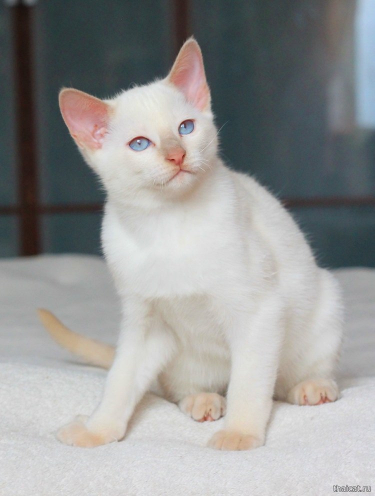 Тайская кошка ред Пойнт