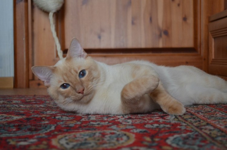 Тайская кошка окрас ред Пойнт