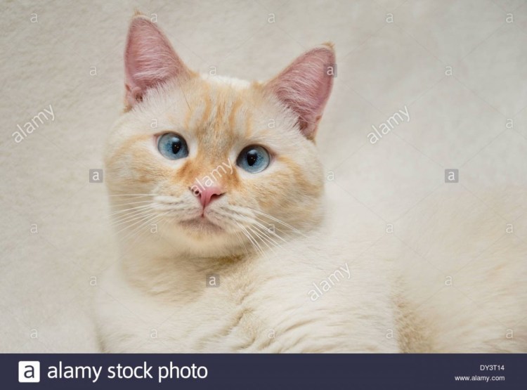 Тайский кремовый кот