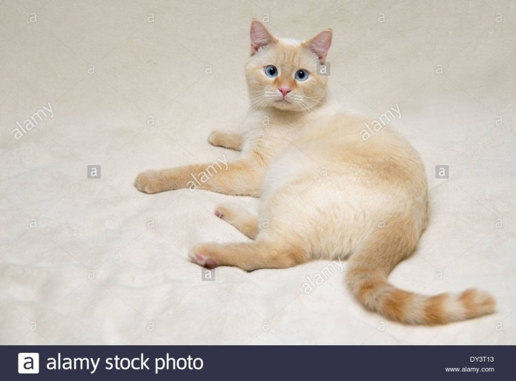 Тайская кошка реж поинт