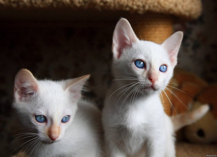 Ред Пойнт Сноу Шу тайская кошка