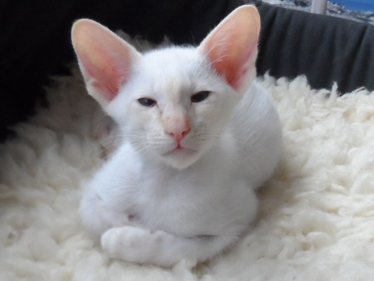 Тайский кот ред поинт о породе