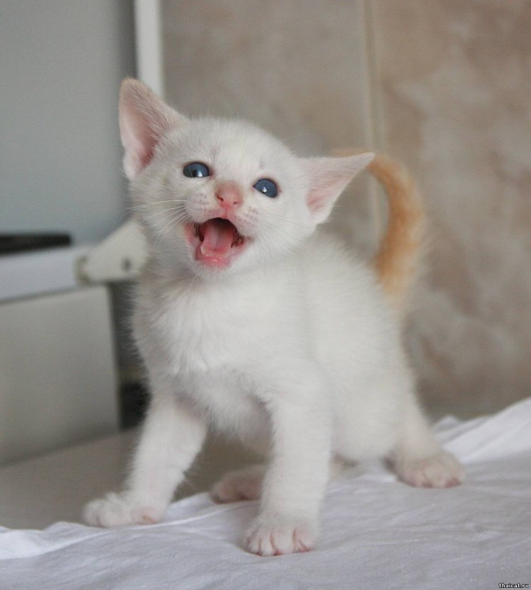 Тайский сиамский ред Пойнт