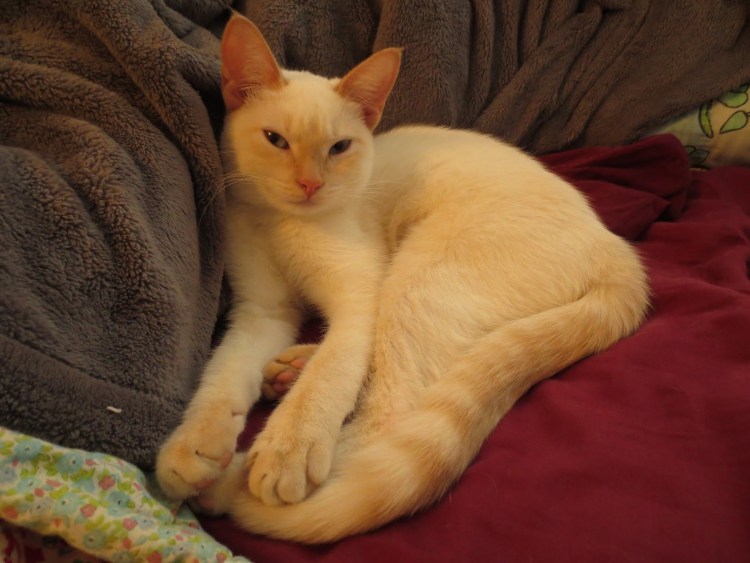 Тайская кошка ред Пойнт котенок