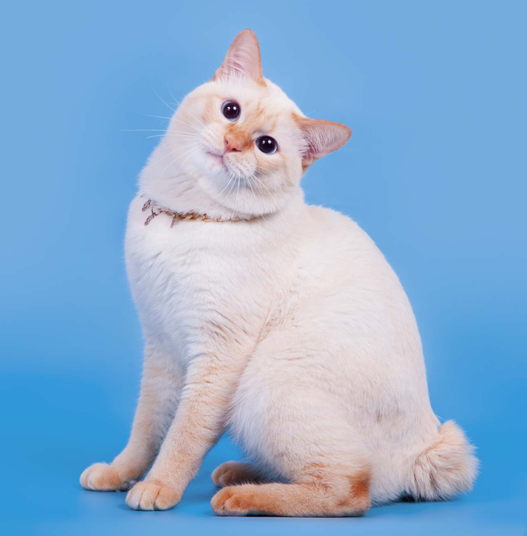 Меконгский (тайский) бобтейл