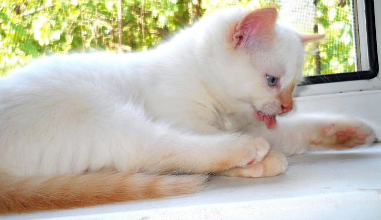 Окрас ред Пойнт у кошек