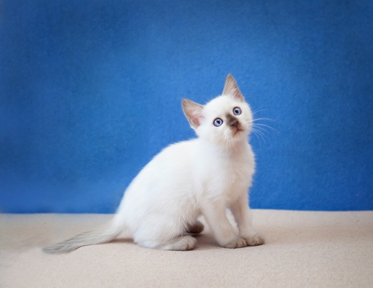 Тайская кошка табби Пойнт