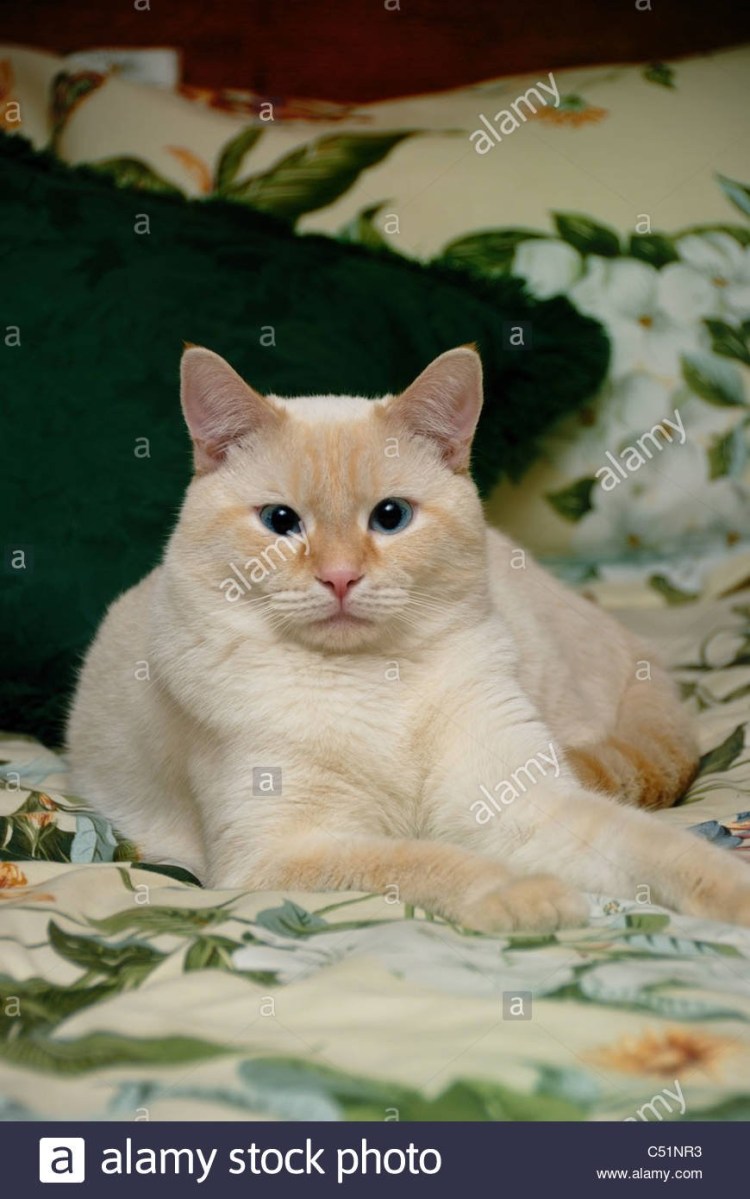 Тайская кошка реж поинт