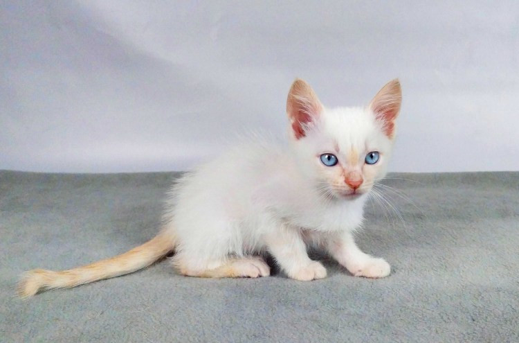 Тайский кот ред тебби Пойнт