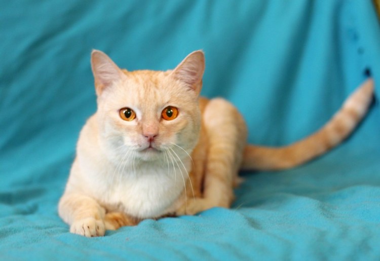 Сиамский ред Пойнт