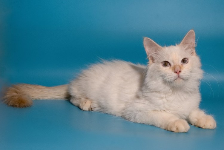 Ангорская маскарадная кошка
