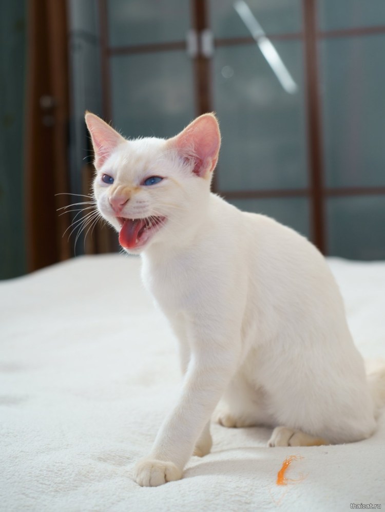 Меконгский бобтейл ред Пойнт