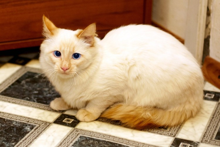 Тайский ред Пойнт длинношерстный