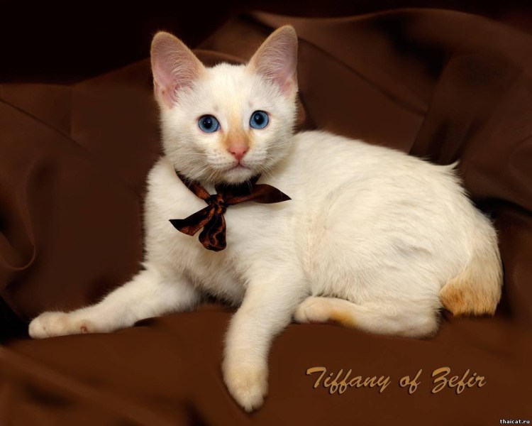 Тайская порода кошек ред Пойнт