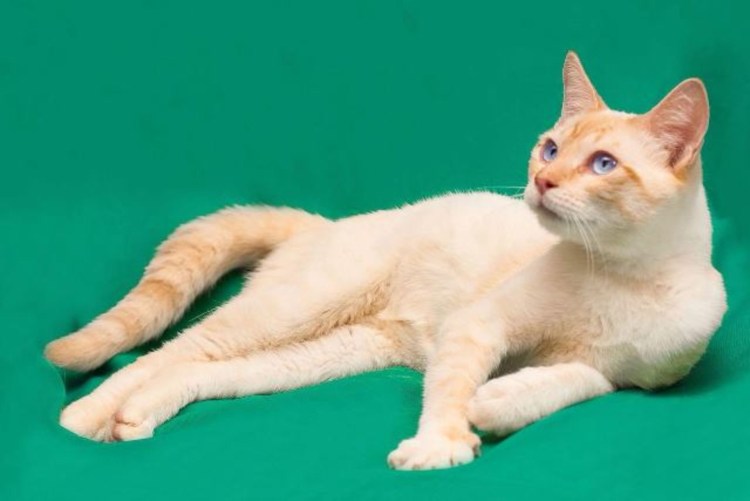 Солнечный ред Пойнт