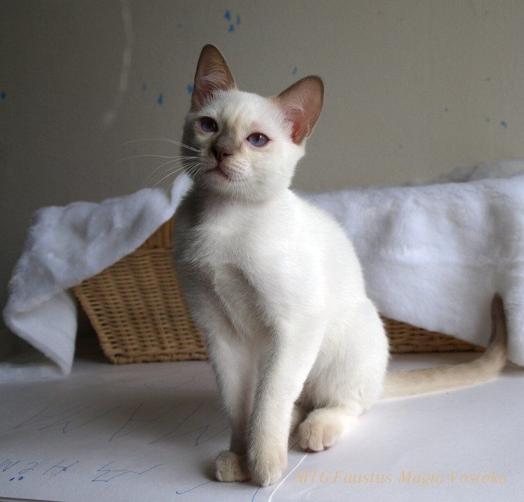 REDPOINT порода кошек