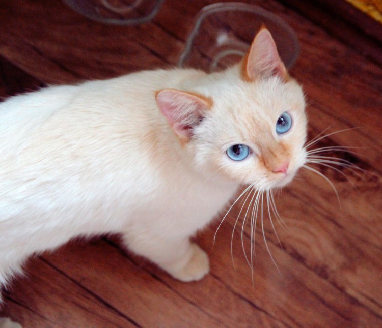 Тайская кошка реж поинт