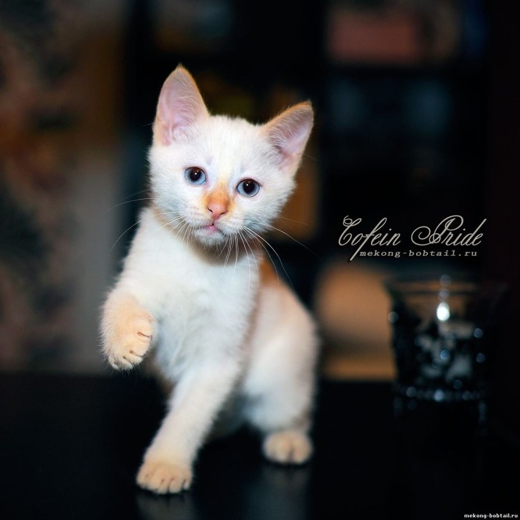 Тайские котята с рыжими ушками