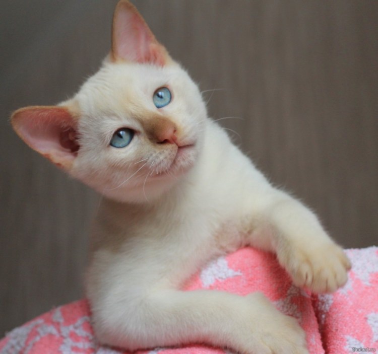 Райская кошка Ре поинт