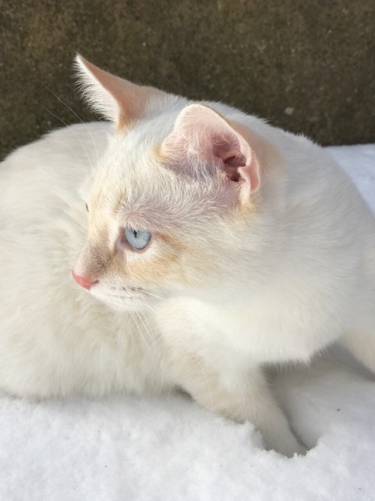 Тайские котята ред Пойнт