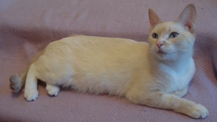 Сиамский ред Пойнт