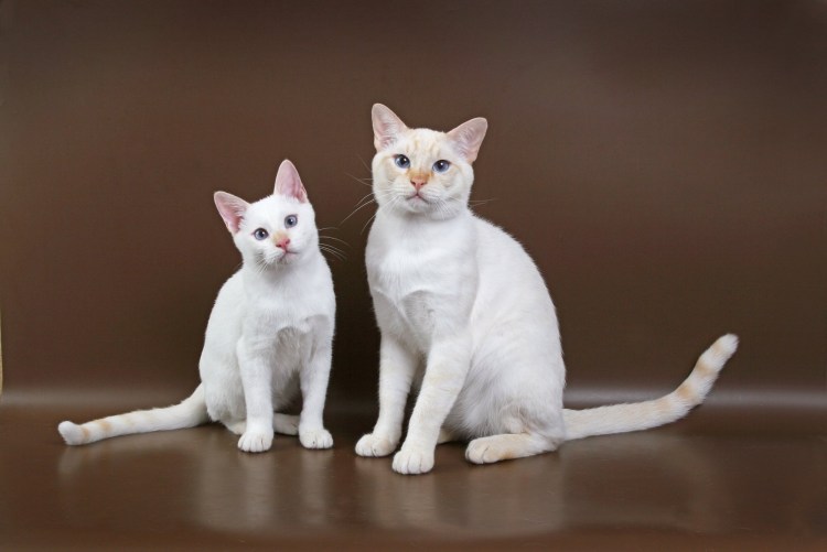 Тайская кошка ред Пойнт