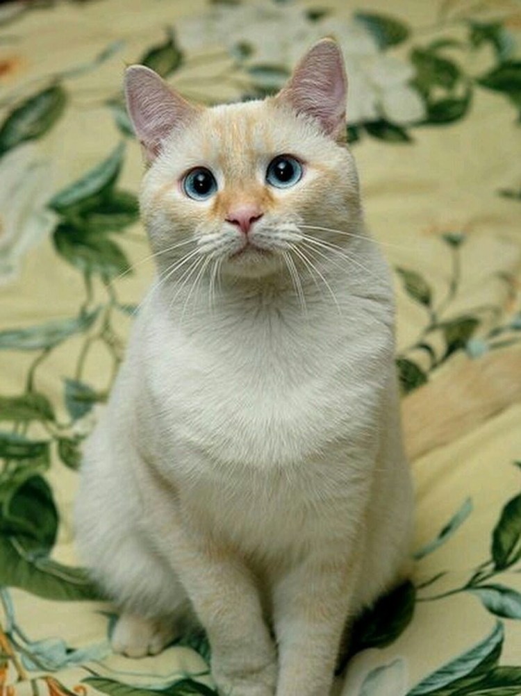 Райская кошка Ре поинт