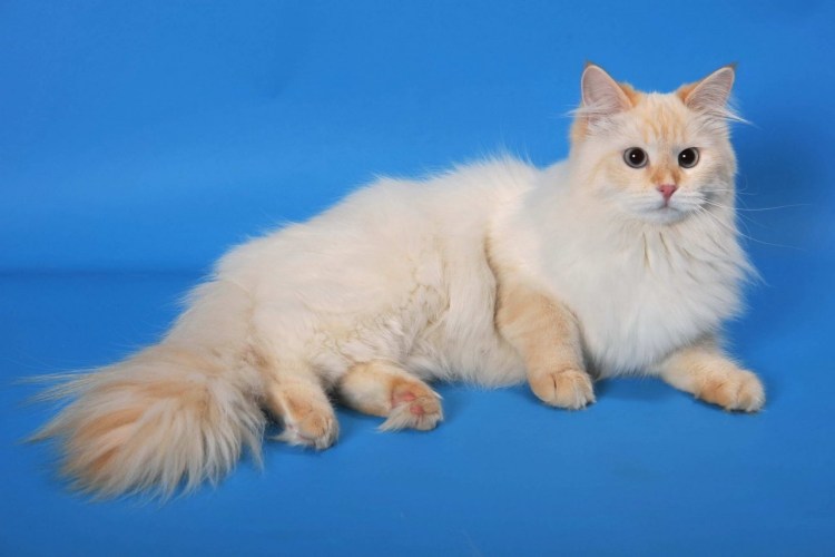 Тайская ред поинт кошка