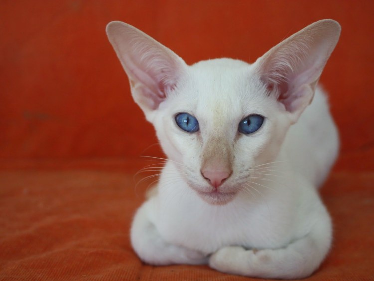 Тайский кот окрас ред поинт