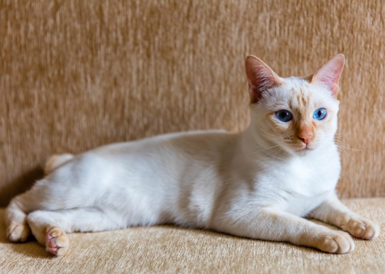 Меконгский бобтейл ред Пойнт