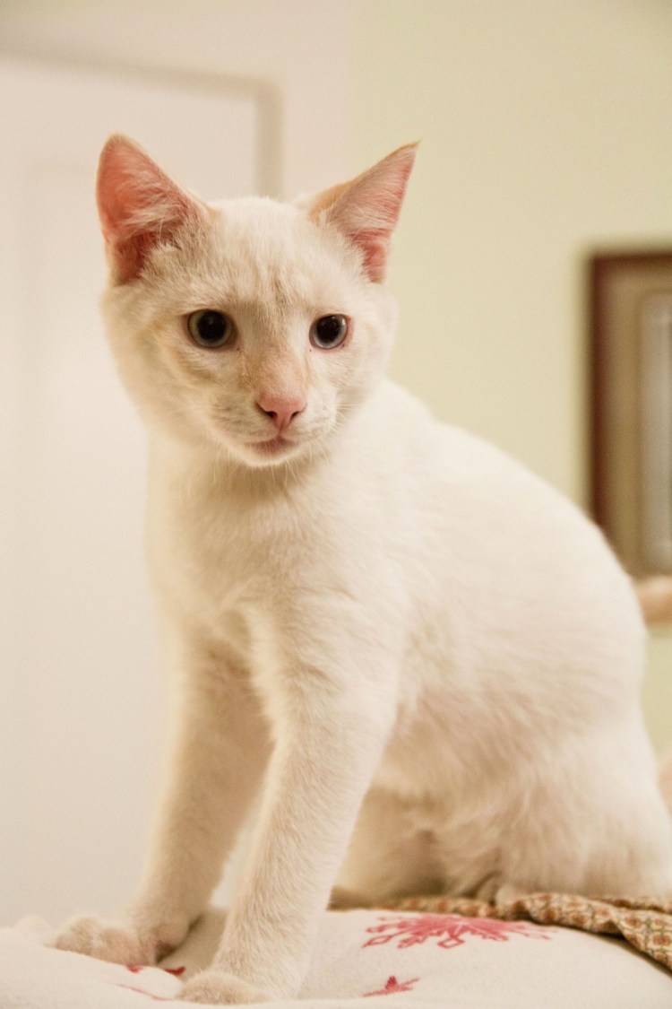 Тайская кошка ред Пойнт