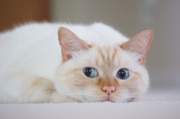 Окрас ред Пойнт у кошек