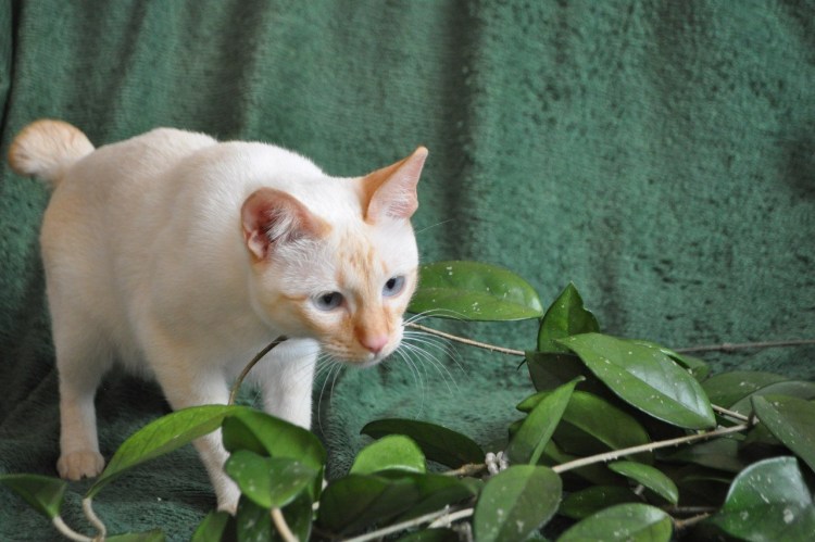 Тайская кошка ред Пойнт