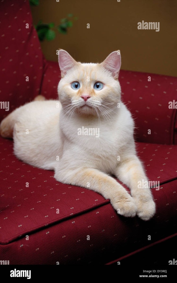 Сиамский ред поинт